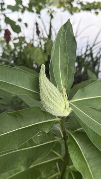 Common milkweed plants and seeds wildflower