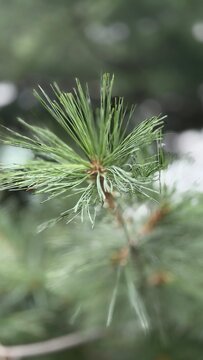 Pine tree that grow mature and so green during summer season 