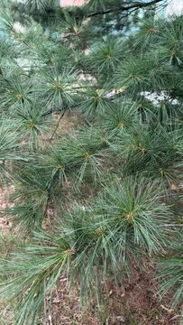 Pine tree that grow mature and so green during summer season 