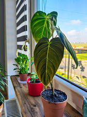 Young philodendron melanochrysum plant in a terracotta pot on a wooden window sill, velvety dark green heart shaped leaves with light veins, indoor plants background, natural daylight. © Adam
