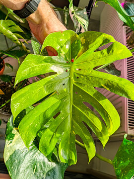 Hand holding a large leaf of monstera deliciosa aurea variegata with fenestrations, bright lime green and yellow variegation, front view close-up, indoor plants background, bright lighting.