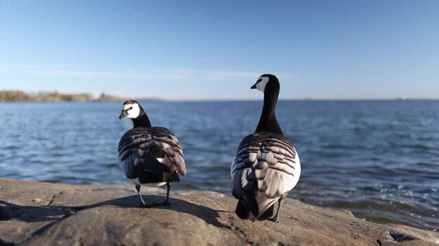 Close up of two barnacle geese standing on coastal rocks with a calm sea and distant horizon in the background capturing peaceful wildlife in a natural marine environment