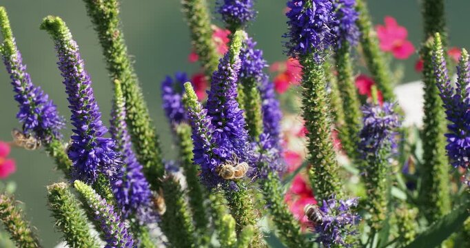 Veronica spicata 'Royal Candles' or Spiked speedwells. Upright branching stems bearing finely toothed, oval to linear leaves with tiny blue and green star-shaped melliferous flowers atop spikes
