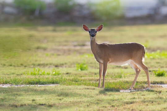 Key deer (Odocoileus virginianus clavium) walking in a field