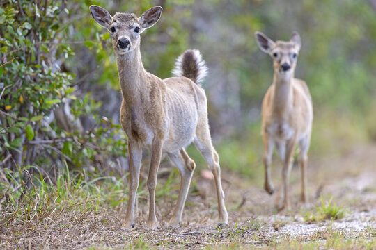 Key deer (Odocoileus virginianus clavium) walking in a field
