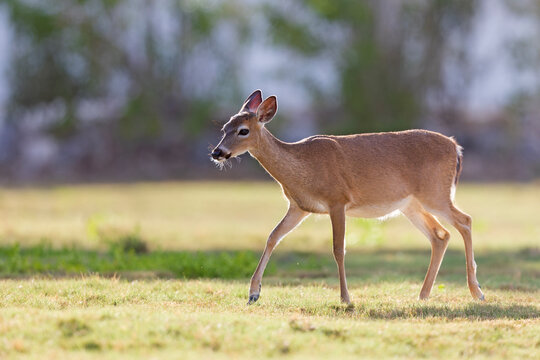 Key deer (Odocoileus virginianus clavium) walking in a field
