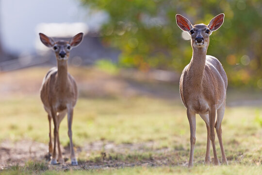 Key deer (Odocoileus virginianus clavium) walking in a field