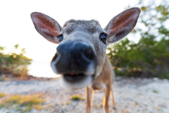 Close up portrait of a Key deer (Odocoileus virginianus clavium)