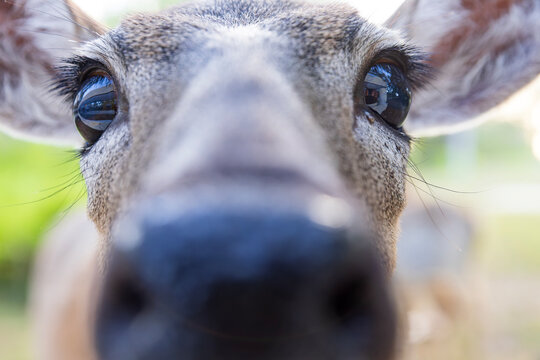 Close up portrait of a Key deer (Odocoileus virginianus clavium)