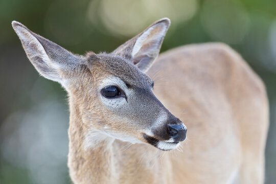 Close up portrait of a Key deer (Odocoileus virginianus clavium)