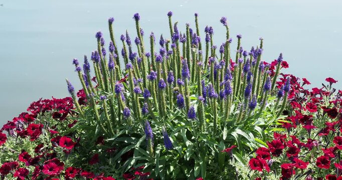 Veronica spicata 'Royal Candles' - Spiked speedwell. Green, spreading clump of greenish, hairy foliage, bristling with long spikes covered in small, deep blue flowers,. Perfect border decoration