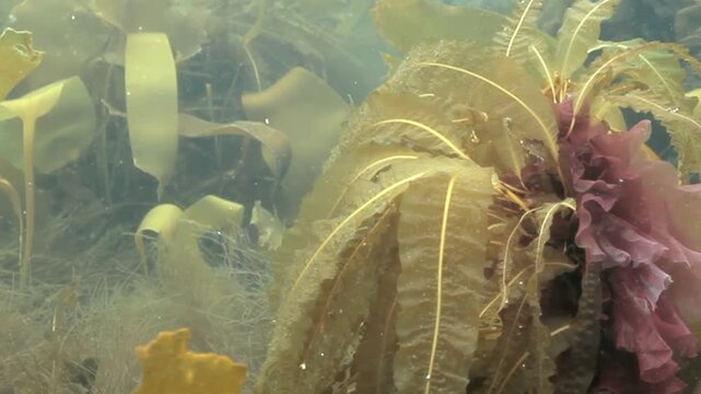Sunlight filters through the tranquil Cape Cod bay waters. Various seaweeds sway gently, forming an enchanting underwater garden in the Atlantic ocean during a calm afternoon.