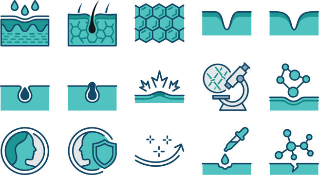 Vector illustration set of dermatology and skincare medical icon including epidermis cell structures, hair follicles, enlarged pores, wrinkles, microscope analysis, molecules, and anti aging treatment
