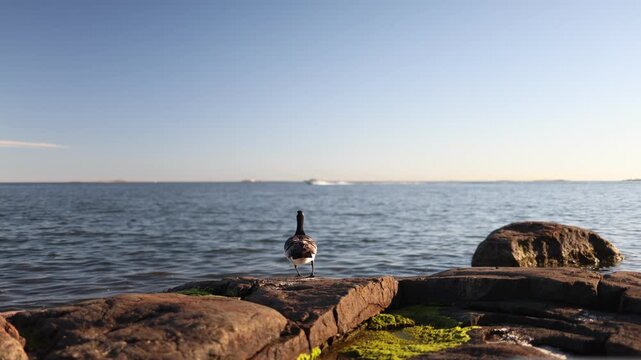 Close up of a lone barnacle goose standing on a rocky shoreline with the calm sea in the background capturing peaceful coastal wildlife and natural beauty