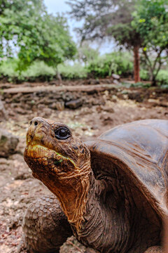 Great Galapgos Tortise