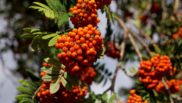 Rowan berries, orange mountain ash berries on branch with green leaves in close up photography