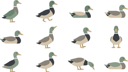 Fototapeta premium Collection of flat vector mallard duck illustrations in different poses for wildlife and nature graphic design work