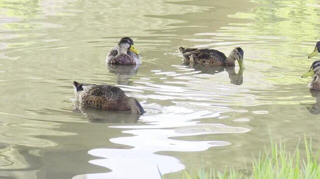 Patos Reales nadando en el rio - ducks swimming in the river.