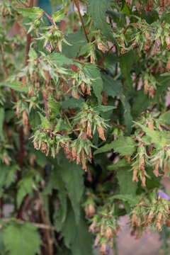 Nettle-leaved bellflower (Campanula trachelium). Plant with faded brown petals during seed development.