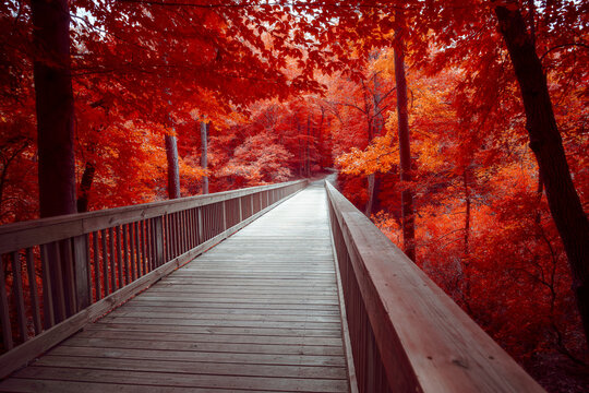 False Color Infrared Wooden Bridge Through Red Forest at Windsor Castle Park, Smithfield Virginia