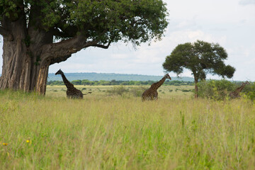 Masai giraffes walking past a massive ancient baobab tree in Tarangire National Park, Tanzania © Henry