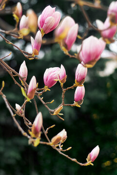 Pink magnolia buds and blossoms on branches with soft green bokeh background