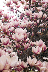 Pink magnolia blossoms densely covering tree branches with soft sunlight and sky © watcherfox