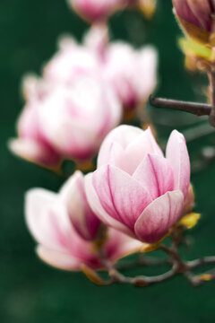 Close-up pink magnolia blossoms with shallow depth of field and soft background