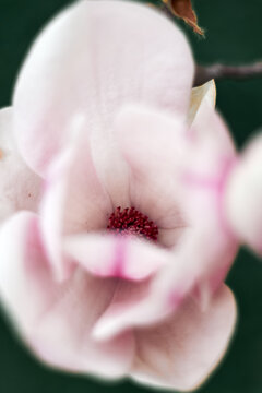 Macro close-up of pink magnolia flower interior with soft petals and stamens