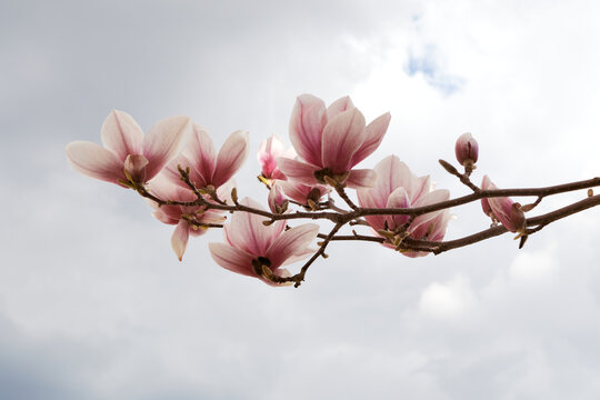 Pink magnolia blossoms on branch against soft cloudy sky spring background