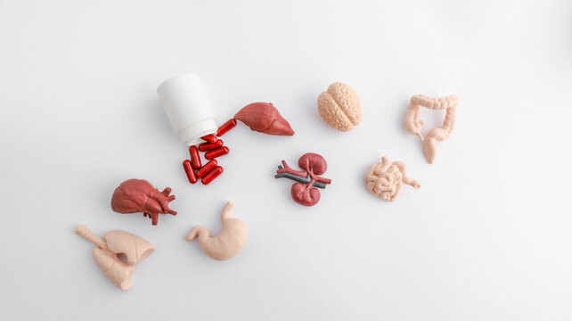 Medical capsules spill from bottle onto white surface with anatomical organ models
