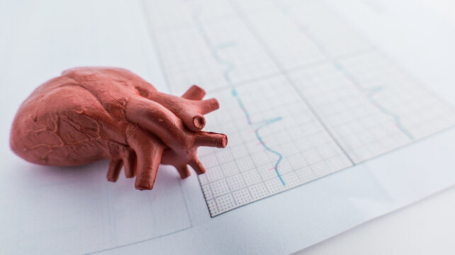 Anatomical heart model rests on an electrocardiogram printout, symbolizing health