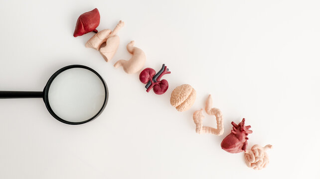 Anatomical models of human organs arranged with a magnifying glass on a white background