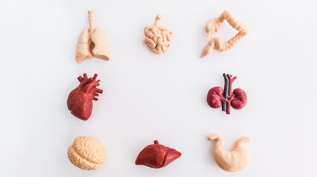 Collection of human internal organ models arranged on a clean white background
