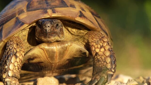 Close-up of Balkan tortoise (Testudo hermanni boettgeri) in warm sunset light