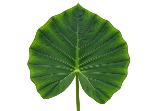 Large green taro leaf isolated on transparent background