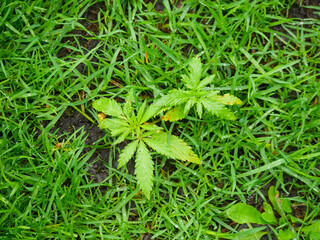 Close-up of a small green wild plant with deeply serrated and lobed leaves growing in wet grass after rain. © Olesia Basova