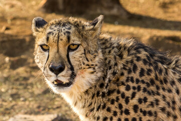 Head shot of a cheetah looking at the Camara. © Marieke