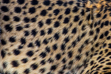 Close-up of the spotted fur of a cheetah © Marieke