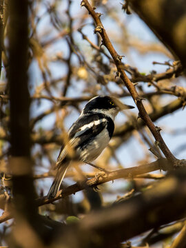 A small black and white Pirit flycatcher, perched among the branches of a small thorn tree in the Keetmanshoop area, Namibia.