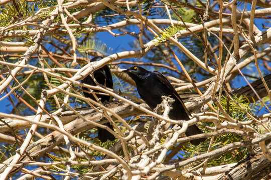 A pale-winged starling (Onychognathus nabouroup) among a tangle of tree branches at the camp at /Ais-/Ais in Namibia.
