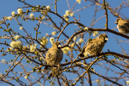 Sociable weavers, Philetairus socius,  perched on the thorny branches of a Camel thorn tree, in bloom in spring, in Namibia.