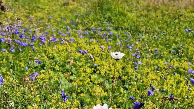 Swiss Alps wild flowers close up in wind 4K. Daisies bellflowers pink thistle swaying in breeze in summer alpine meadow. Scenic nature biodiversity Switzerland travel b roll stock video