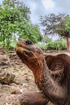 Tortise head, watching me.