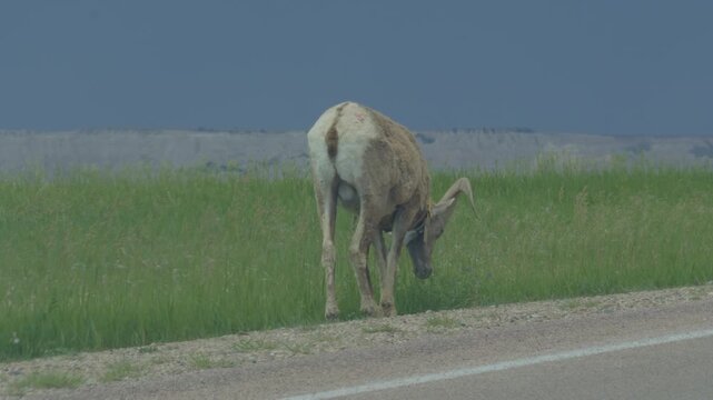 Bighorn ram roaming Badlands National Park landscape