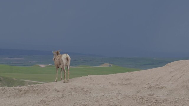 Bighorn ram roaming Badlands National Park landscape