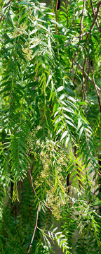 Peruvian pepper tree (Schinus molle). Drooping branches compound with fine pinnately light green foliage in alternate leaflets  et de grappes de petites fleurs blanc-jaun&acirc;tre

