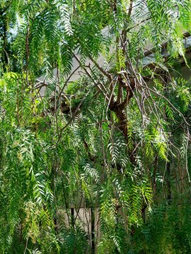 (Schinus molle) Peruvian pepper tree or false pepper as ornamental tree with loose branches and gracefully drooping foliage offering shade in summer