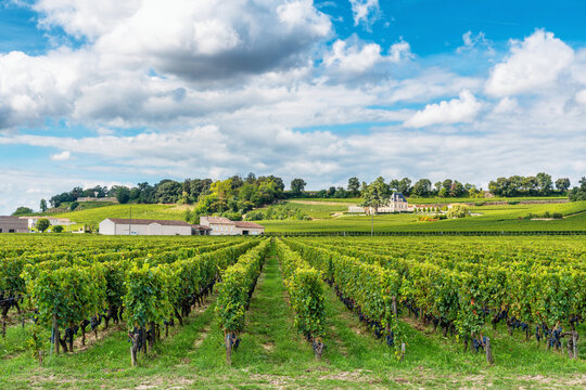 Vineyard landscape in Saint Emilion, Bordeaux with lush grapevines, rolling hills and dramatic clouds over famous French wine region. Agricultural tourism and sustainable farming in France