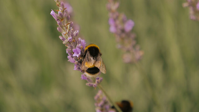 Bumblebee gathering pollen on lavender, purple lavender flower in close up macro photography